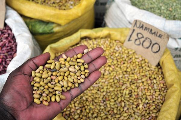 Counterfeit seeds threaten African&hellip;