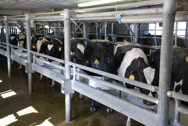 Manure digesters spur dairy farm&hellip;