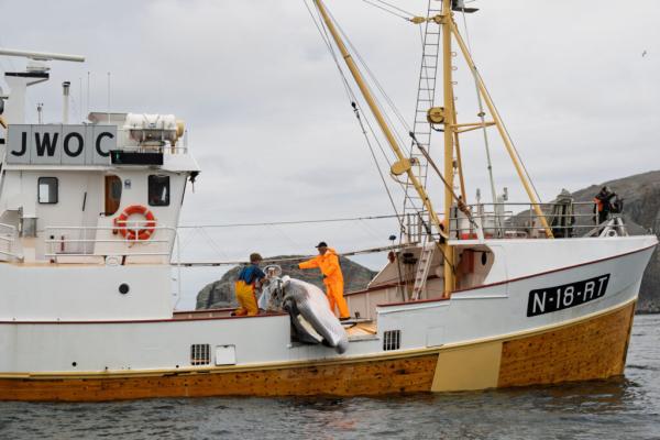 Norway Reopens Annual Whale Hunt Despite Pressure to End&hellip;