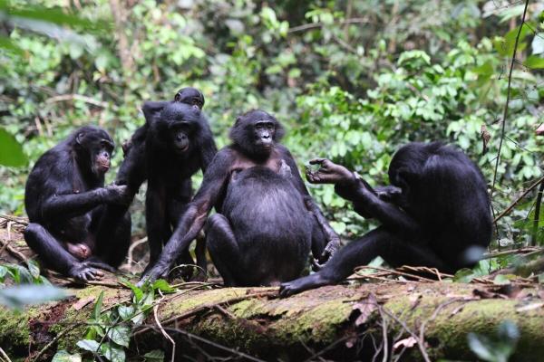 Female bonobos wield power through…