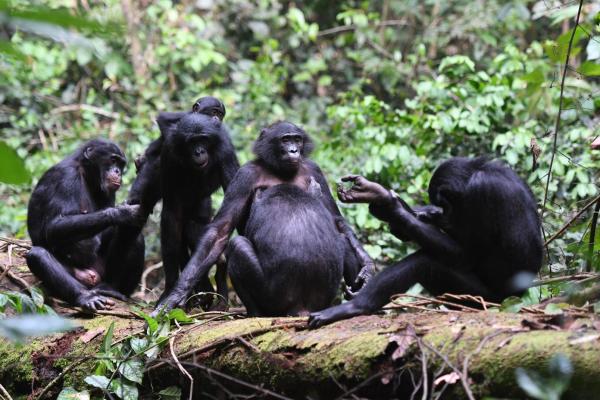 Apes can imagine too
