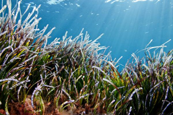 photo of Industrial Fishing Undermines World’s Greatest Carbon Sink, Experts Warn image