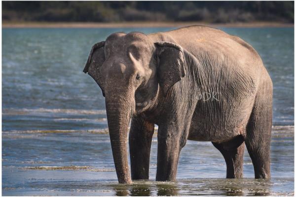 Hyped reports of soaring Sri Lanka…