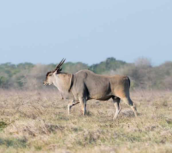 Mozambique safari operator wins…