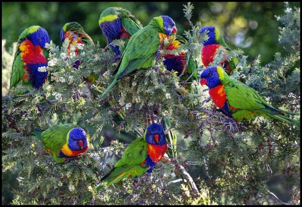Colorful birds are at greater risk of&hellip;