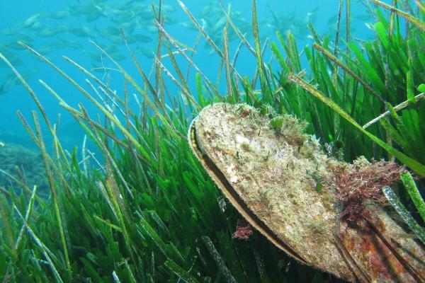 A French city cut its marine pollution…