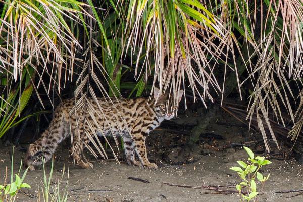 Asia’s mainland leopard cat is&hellip;