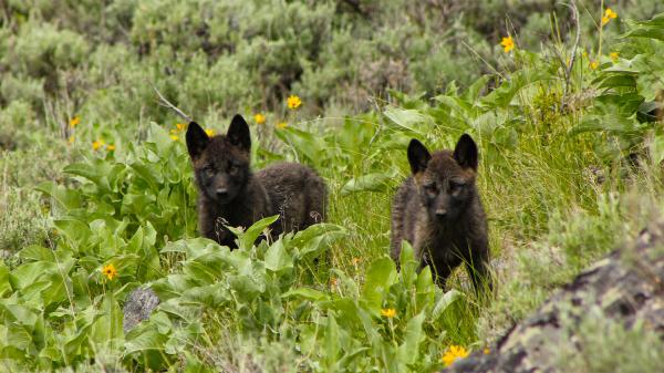 What 500,000 hours of Yellowstone sound&hellip;