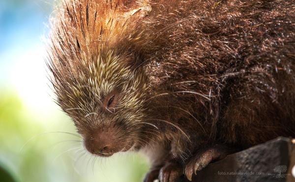 As global 30×30 goal lags, Colombia&hellip;