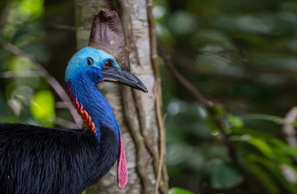 Amid efforts to save Australia’s&hellip;