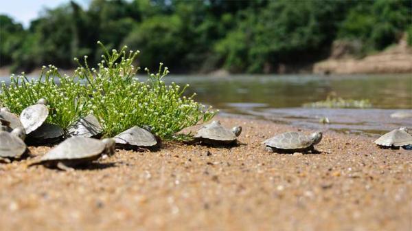 World Turtle Day: Important conservation&hellip;