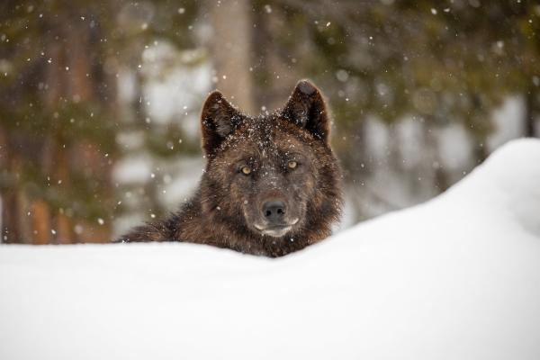 The Torture and Killing of a Wolf, a New…