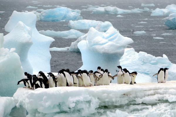 Antarctic coalition wins €1m prize for safeguarding a fragile frontier