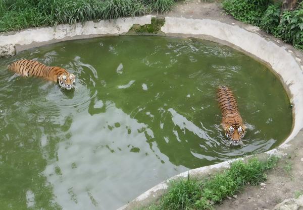 Nepal prepares to hand over mega zoo&hellip;