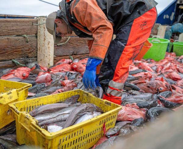 How the US rebuilt a collapsed fishery