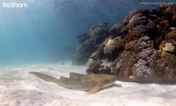 How to enhance ocean health and&hellip;