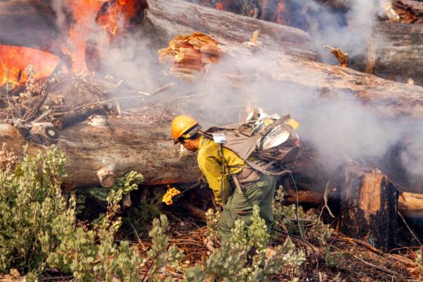Prescribed Burns and Forest Thinning Averted Millions of…