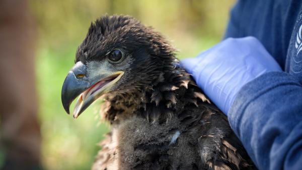 High PFAS levels in Wisconsin eaglets&hellip;