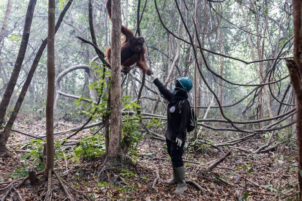 Scorched sanctuaries: The race to save…