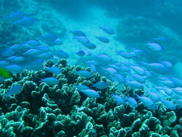 Safety Warnings Follow Australia’s…