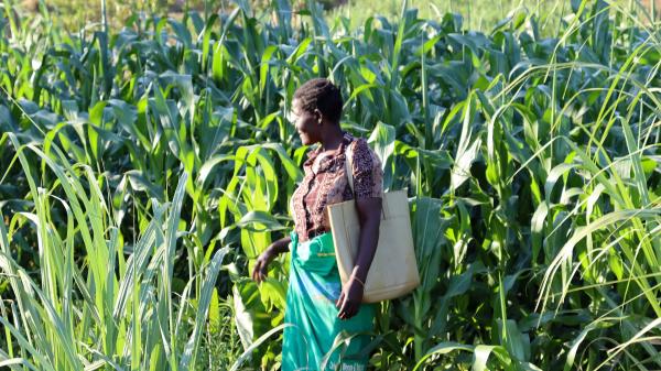 In Malawi, farmers rebuild soil and&hellip;