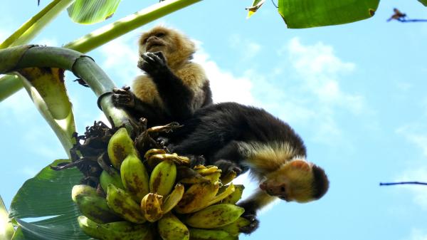 How Costa Rica’s extreme climate…