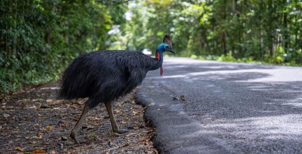 In Australia’s Wet Tropics,&hellip;