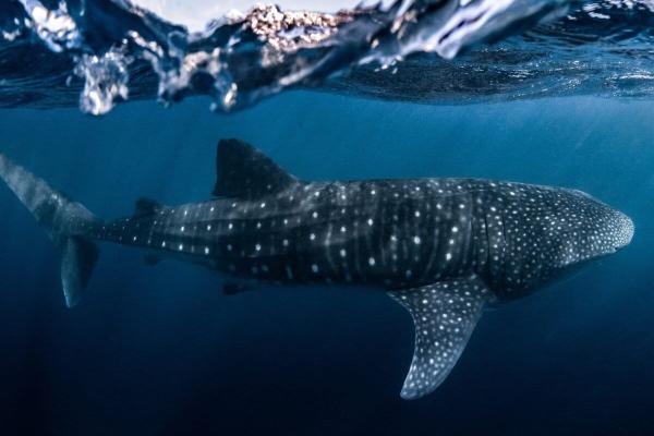 Whale shark hotspot discovered along the…