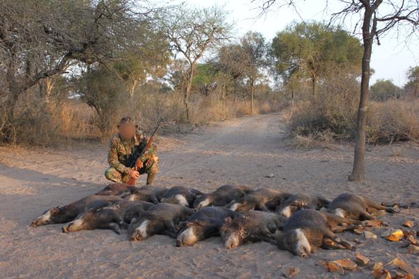 photo of New charges added in Argentina’s largest-ever wildlife case as key defendant attempts to flee the country image