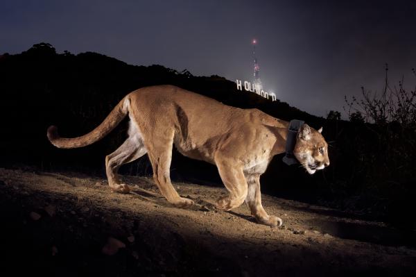 Saving big cats: Storytelling duo Steve…