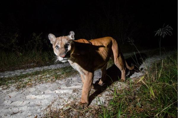 Wildlife’s unpredictable movements…