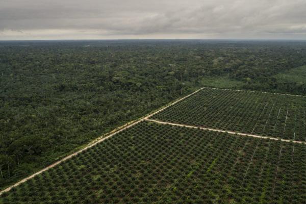 Regulation on oil palm expansion in…
