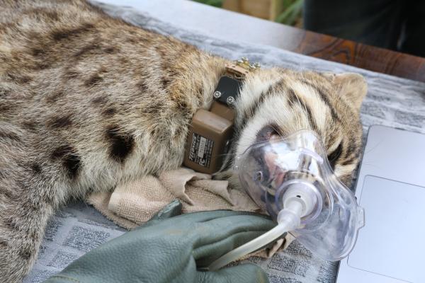 Fishing cat rescue-and-release offers&hellip;