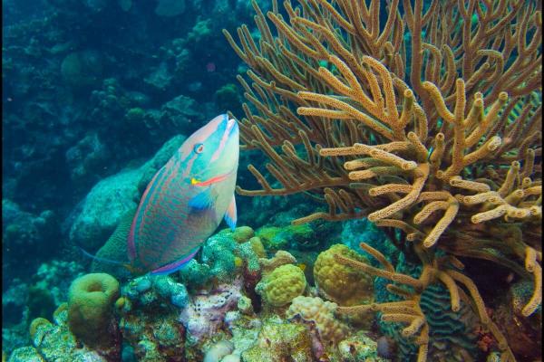 Most Caribbean coral reefs to stop…