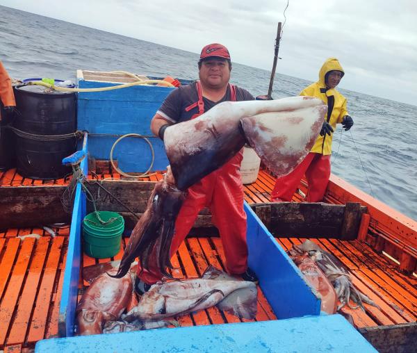 The squid rush in the South Pacific is&hellip;