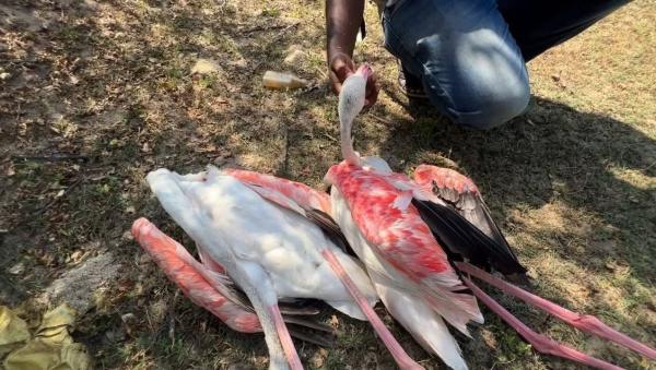 Sri Lanka flamingo deaths raise concerns over power…