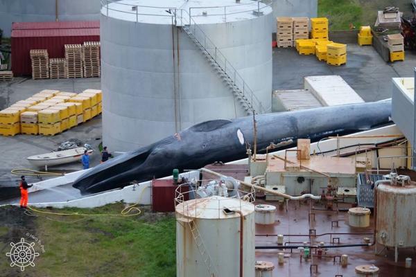Iceland plans to resume whale hunting&hellip;