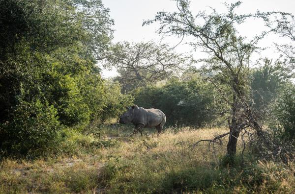 Mozambique completes first white rhino&hellip;
