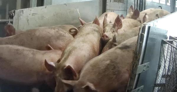 Pig gas slaughter 'backed by ministers'