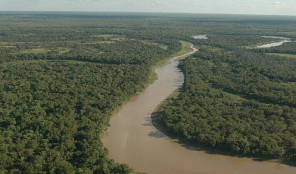 Deforestation boom in Gran Chaco raises alarm over Argentina’s forest law