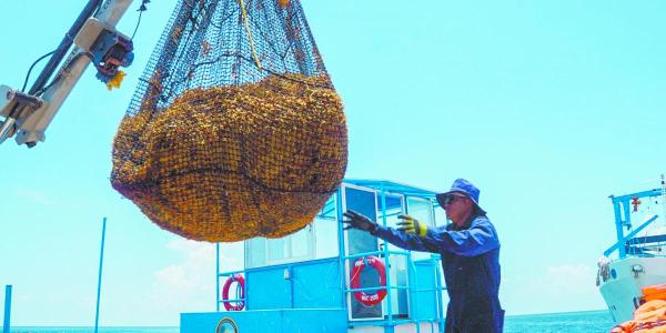 Nueva mancha de sargazo en el Golfo de…