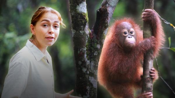 Orangutans rescued from the wildlife…