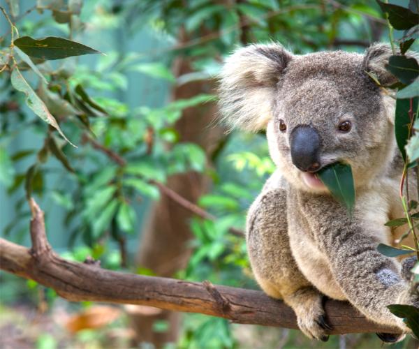 Great Koala National Park tests whether…