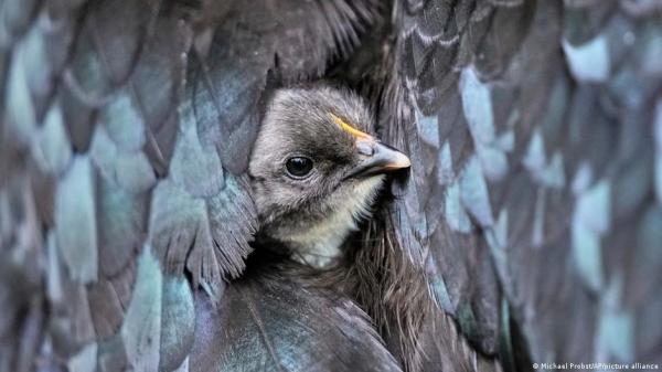 Virus has killed almost 9 million birds…