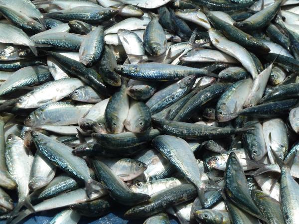 Report links fishmeal production to decline in key species&hellip;