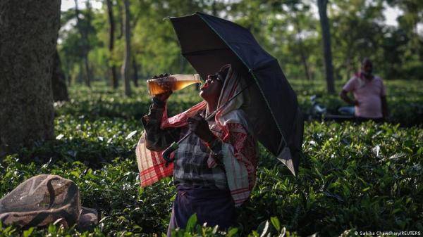 India: Assam tea industry faces climate-driven labor crisis