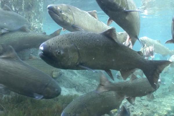 Chinook salmon return to historical&hellip;