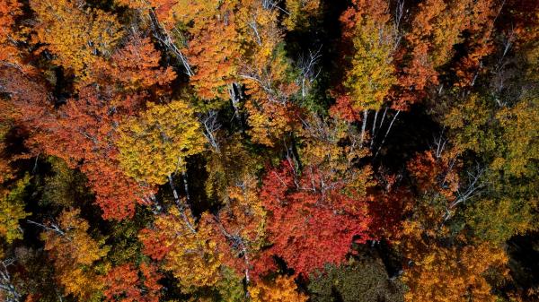 Fall colors delayed by climate change