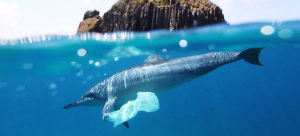 Plastic bag bans linked to sharp decline…