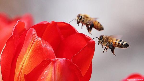 Biodiversity crisis: Nature's collapse&hellip;